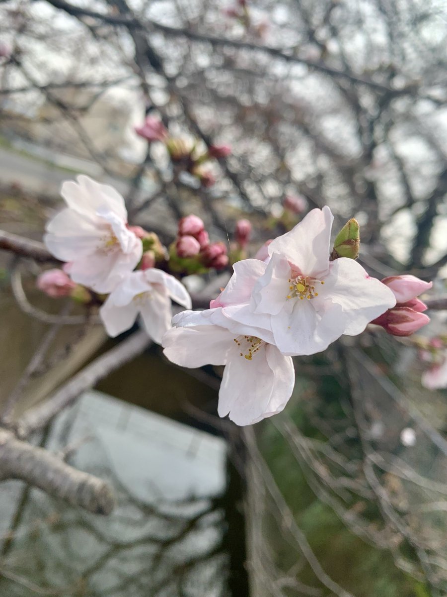 HIROMI SUSUMU tweet media