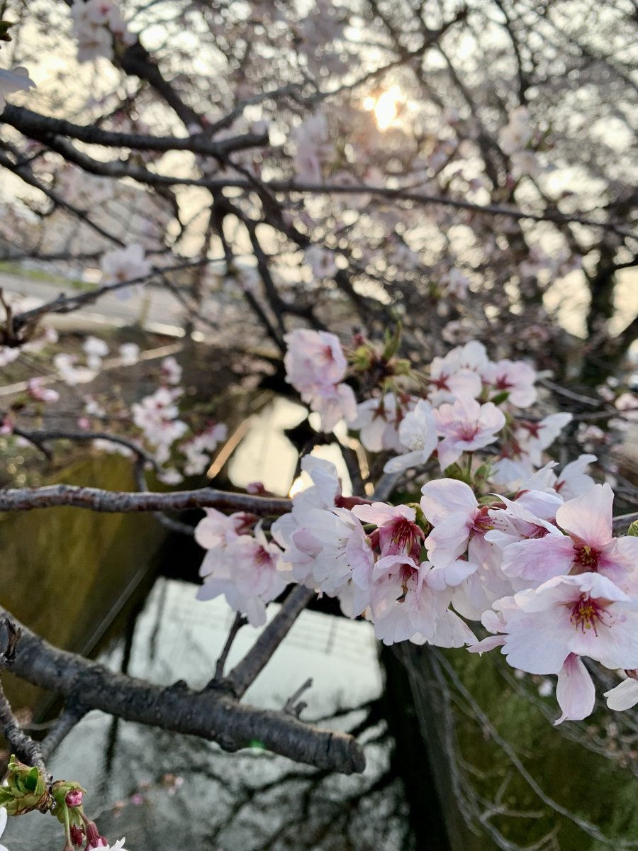 HIROMI SUSUMU tweet media