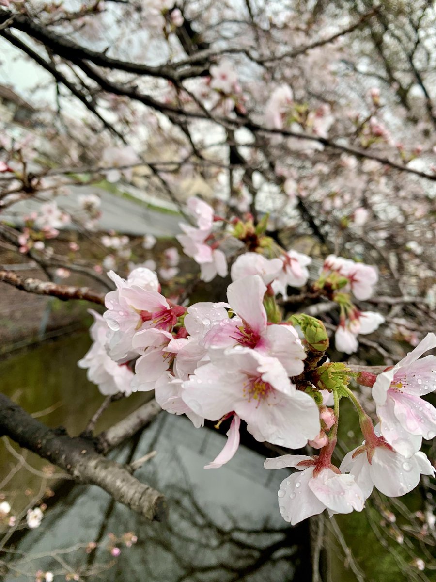 HIROMI SUSUMU tweet media