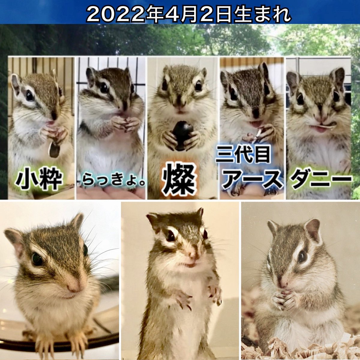 シマリス カフェ®︎🐿️アースのおみせ tweet media