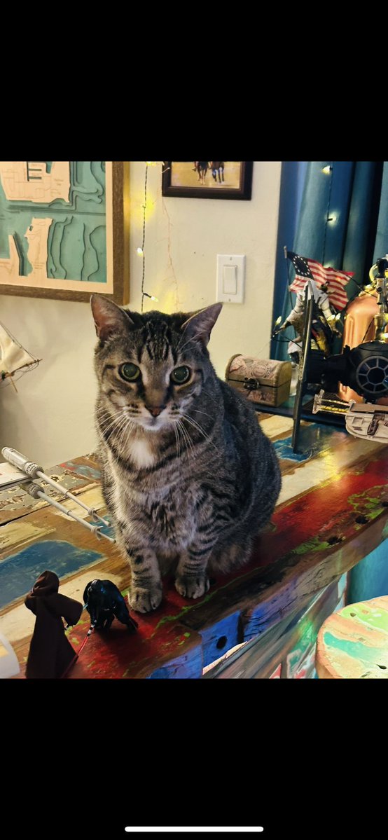 Florida Man tweet media