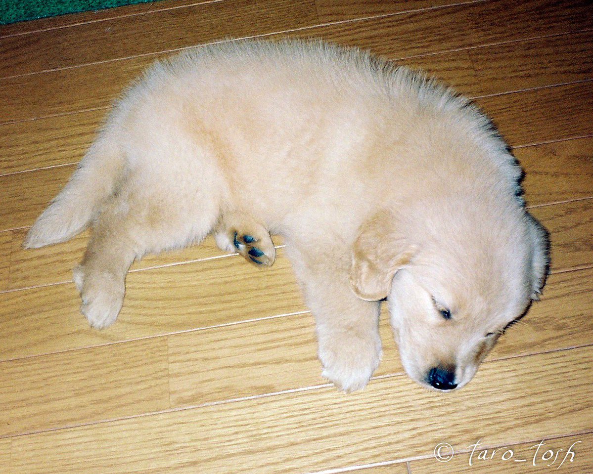 ゴールデンレトリバー🐕太郎 tweet media