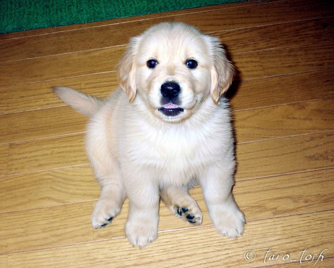 ゴールデンレトリバー🐕太郎 tweet media