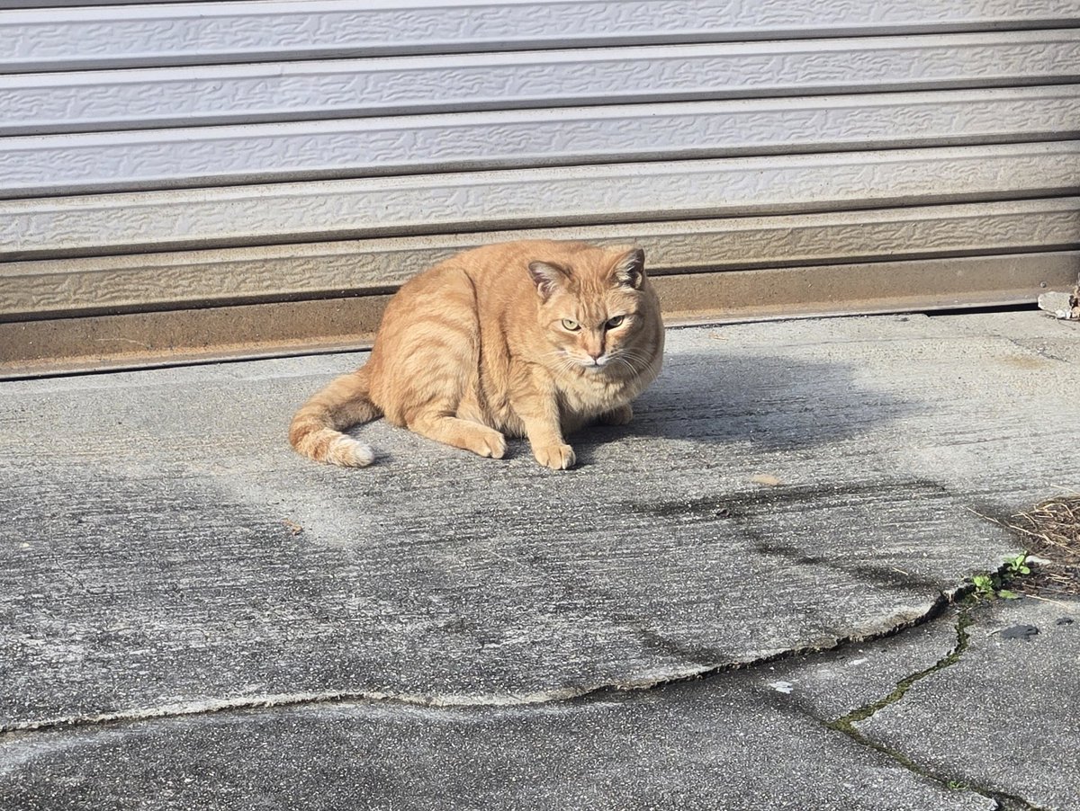 ぬえ子 tweet media