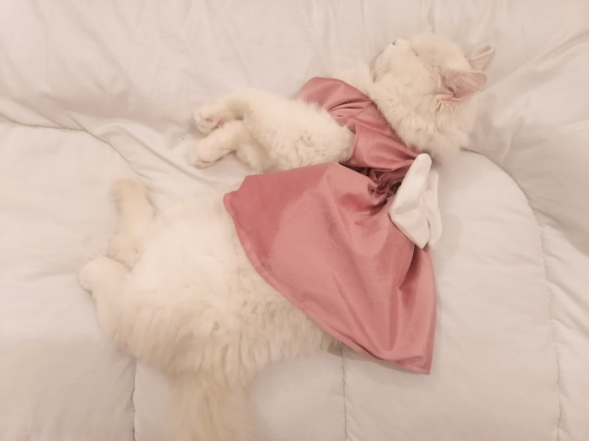🐈‍⬛ tweet media