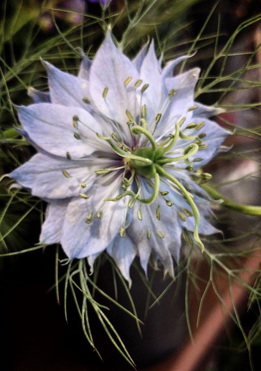 4月2日（木曜日）　☁️    9℃

曇ってるせいか肌寒く感じる朝☁️

今朝の一輪（お花屋さんの店先で…）
『ニゲラ』（クロタネソウ）
　　花言葉「夢の中の恋」「ひそかな喜び」…etc.
花弁に見える部分は「萼片」本当の花弁は退化しているそうです
放任でも良く育つらしいから私向きかな？