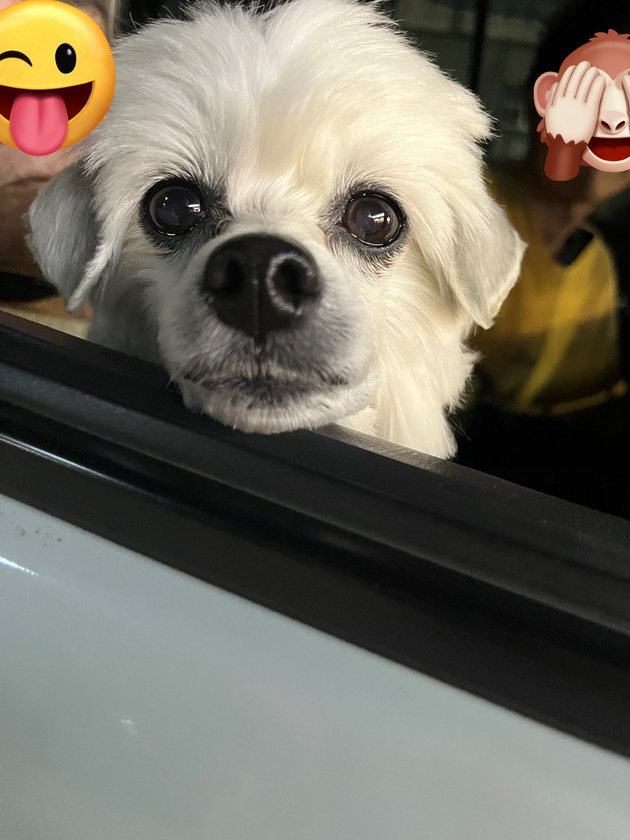 ꒰ঌるぅ໒꒱⋆☾ ❂ tweet media