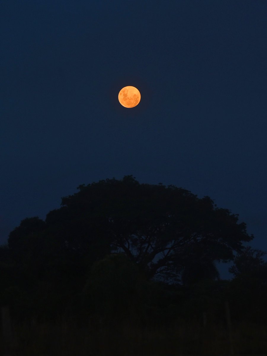 Sonia Maciel tweet media