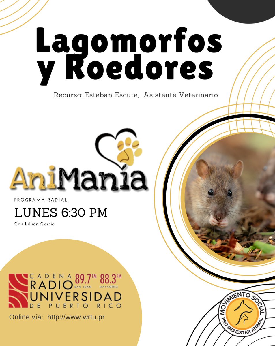 𝐀𝐧𝐢𝐌𝐚𝐧𝐢𝐚  Lunes 6:30 p.m. 
<a href="/radioupr/">Cadena Radio Universidad de Puerto Rico</a>  
Tema: Lagomorfos y Roedores 
Recursos: Esteban Escute,  Asistente Veterinario 
Escúchanos por:
89.7 FM en San Juan.
88.3 FM en Mayagüez.
Y por wrtu.pr
#RadioUPR #AniMania #MOSPBA #BienestarAnimal #Podcast