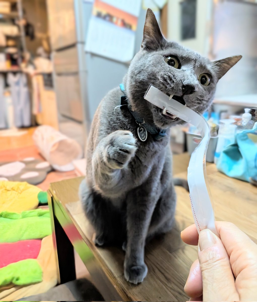 月と鷹 tweet media