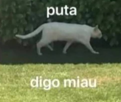 MonoLongo tweet media