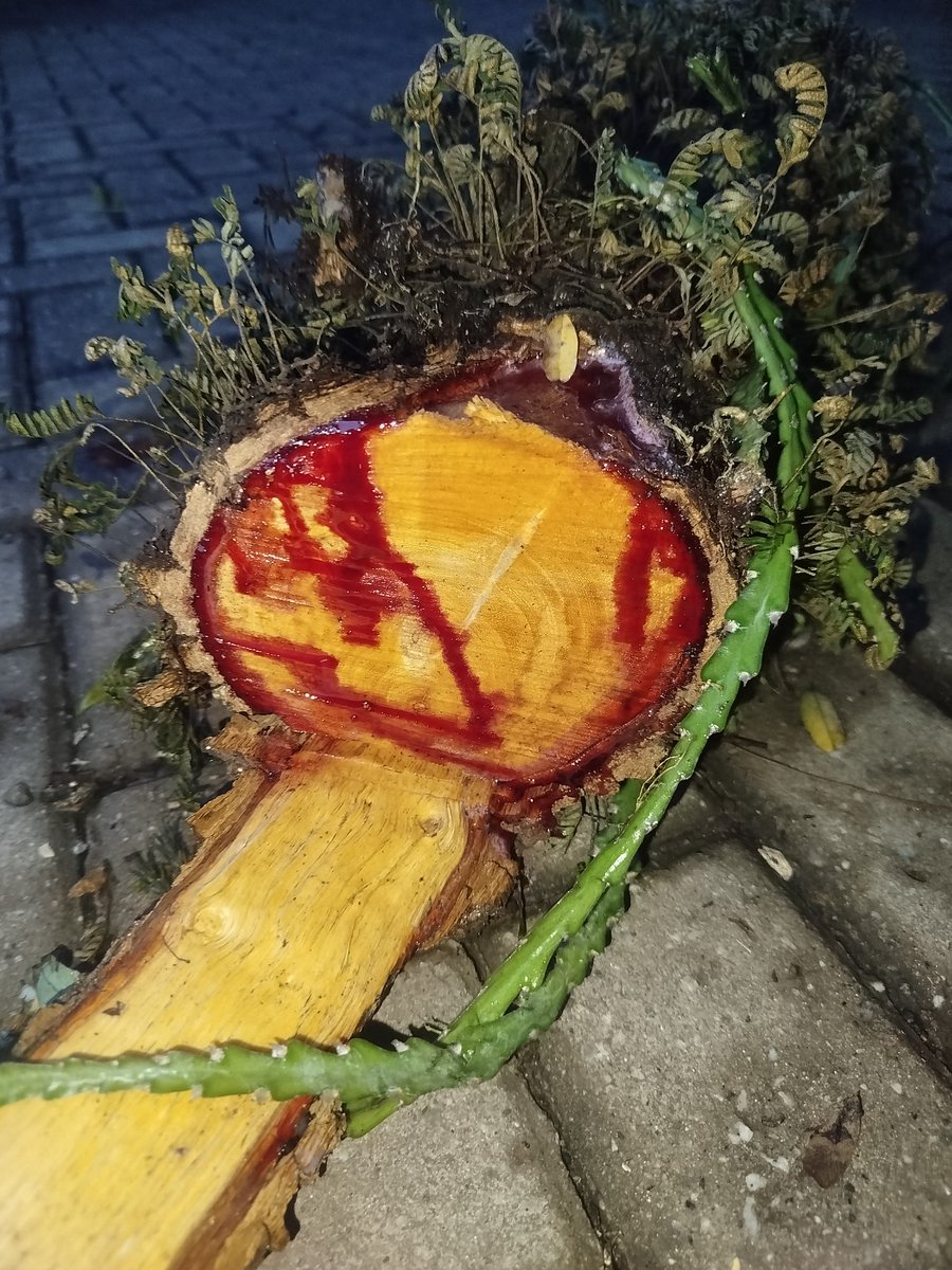 ★ células desfiguradas ★ tweet media