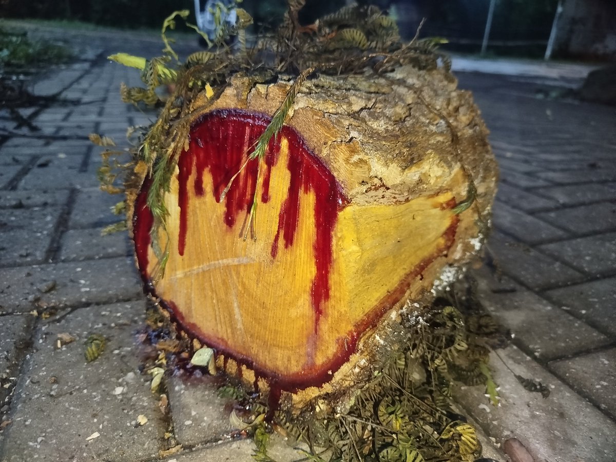 ★ células desfiguradas ★ tweet media