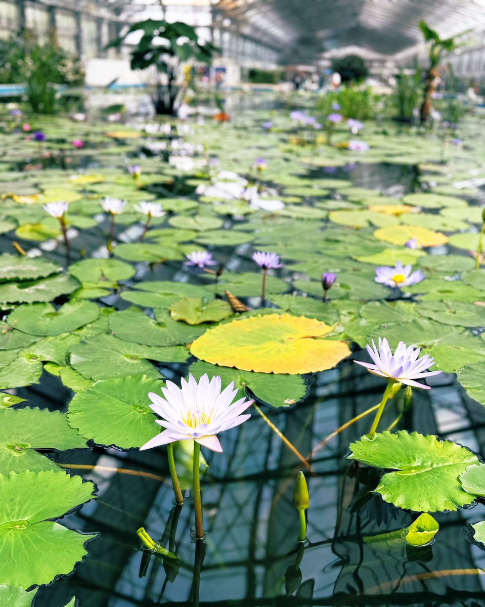 ぽっぽ tweet media