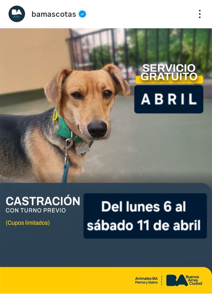protegealanimal's tweet image. CABA
TURNOS: linktr.ee/AnimalesBA

#CABA #CABALLITO #RECOLETA #BALVANERA #PARQUEPATRICIOS #CONSTITUCIÓN #POMPEYA #NUÑEZ #SAAVEDRA #VILLADELPARQUE #COSTANERASUR #MATADEROS #PATERNAL #ALMAGRO #BOEDO #LINIERS #CHACARITA #VILLASOLDATI #VILLAURQUIZA #PALERMO #VILLACRESPO 
#CAPFED