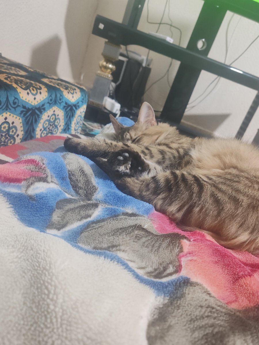 مُــحَـــمـــدْ tweet media