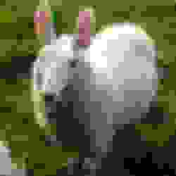 Sheep Of the Day🐑 tweet media