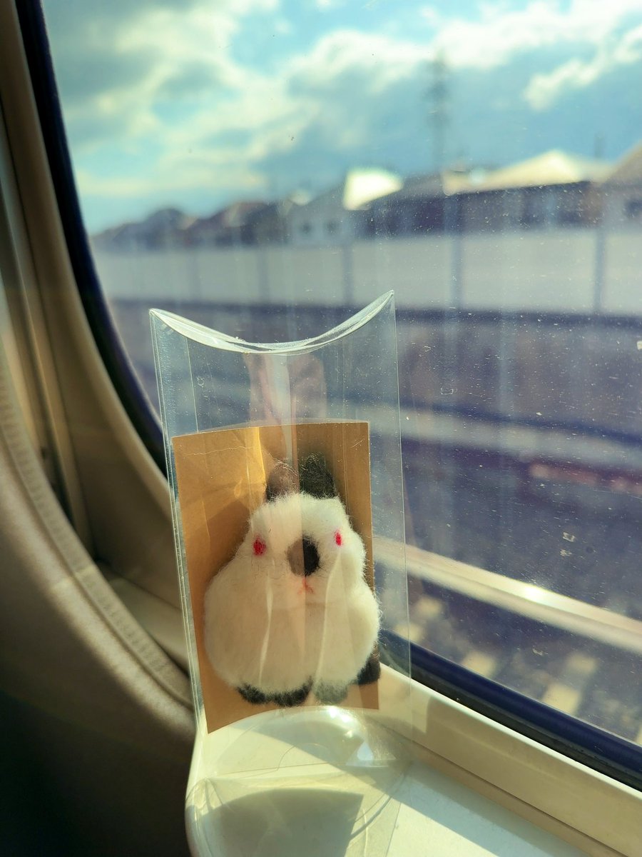 ヒマラヤンのうさぎ(ミラ) tweet media