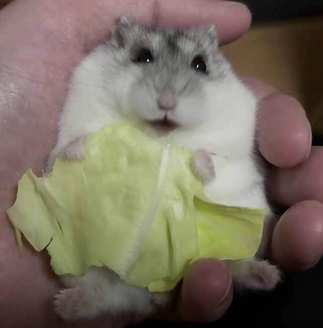 はこちゃん tweet media