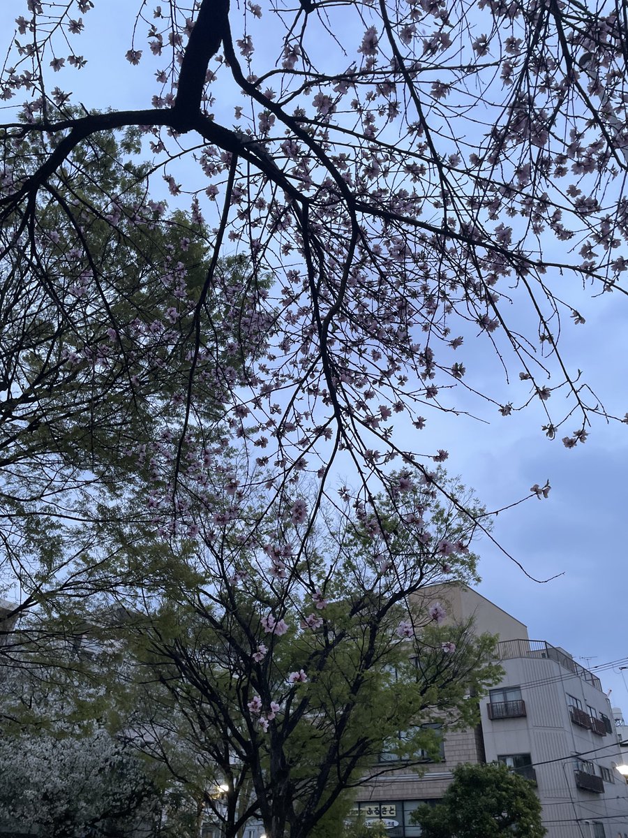 kimuraの散歩🚶♀️ tweet media