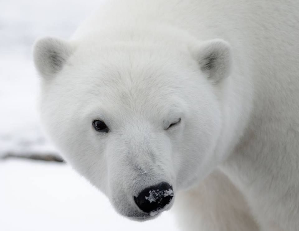 🐻‍❄️ Ursus maritimus 🐻‍❄️ tweet media