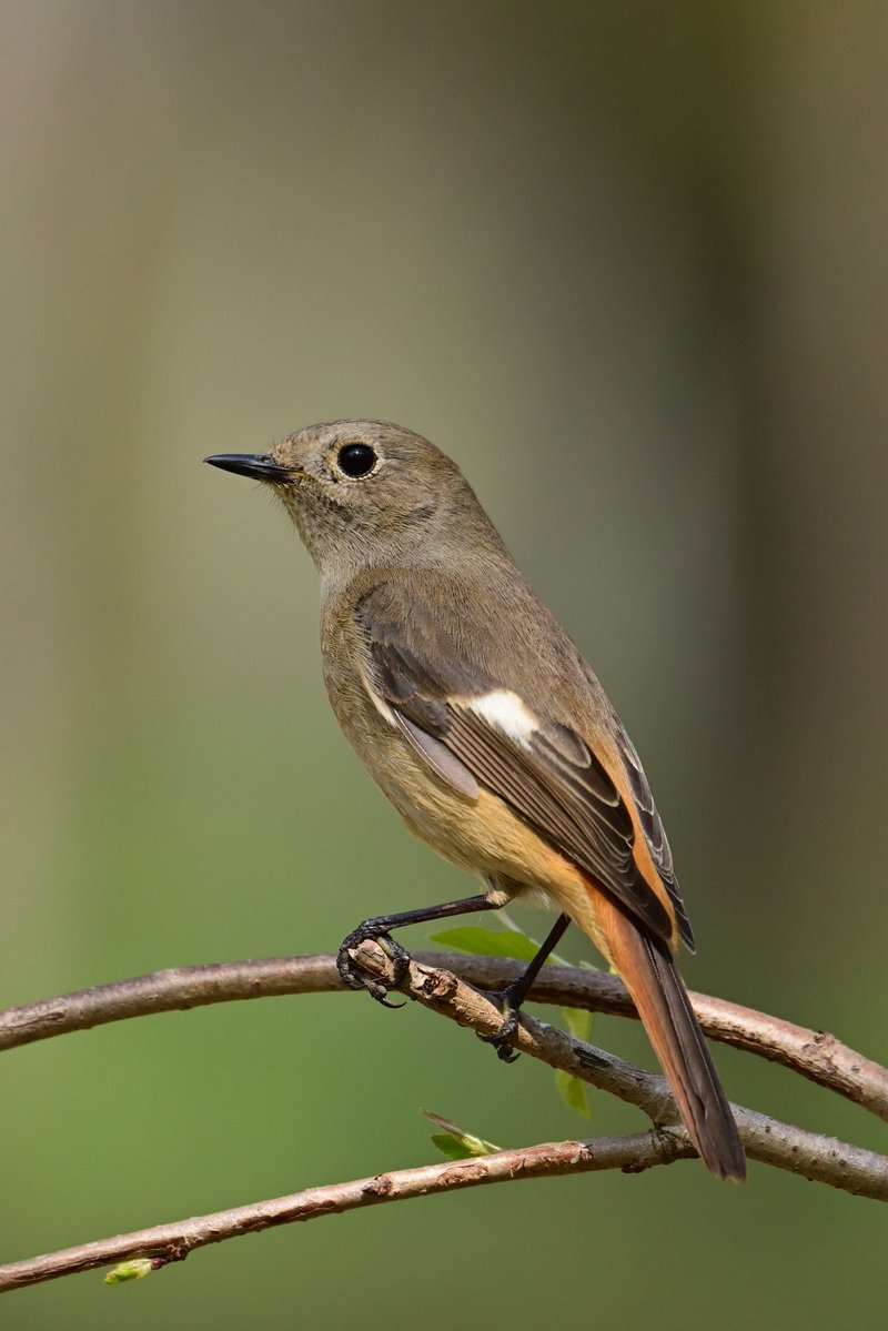 えむビタキ tweet media