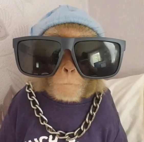 Charlesg0 🐒 tweet media