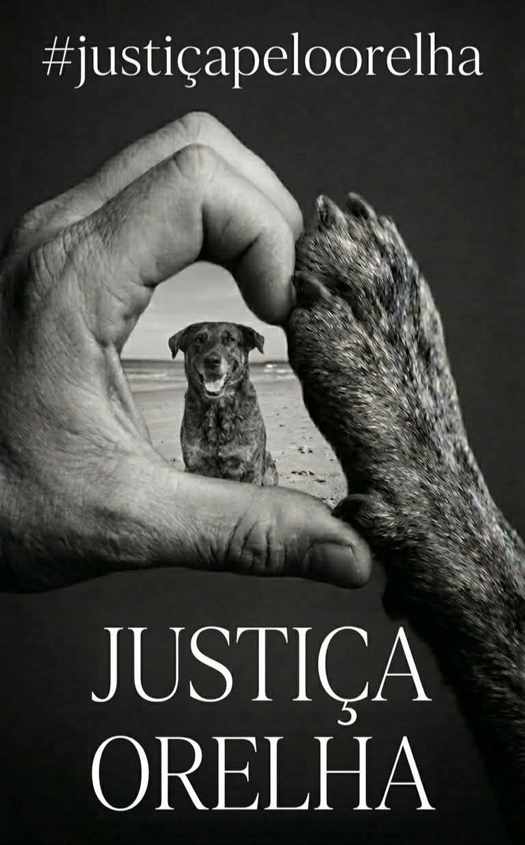 FêVieira tweet media