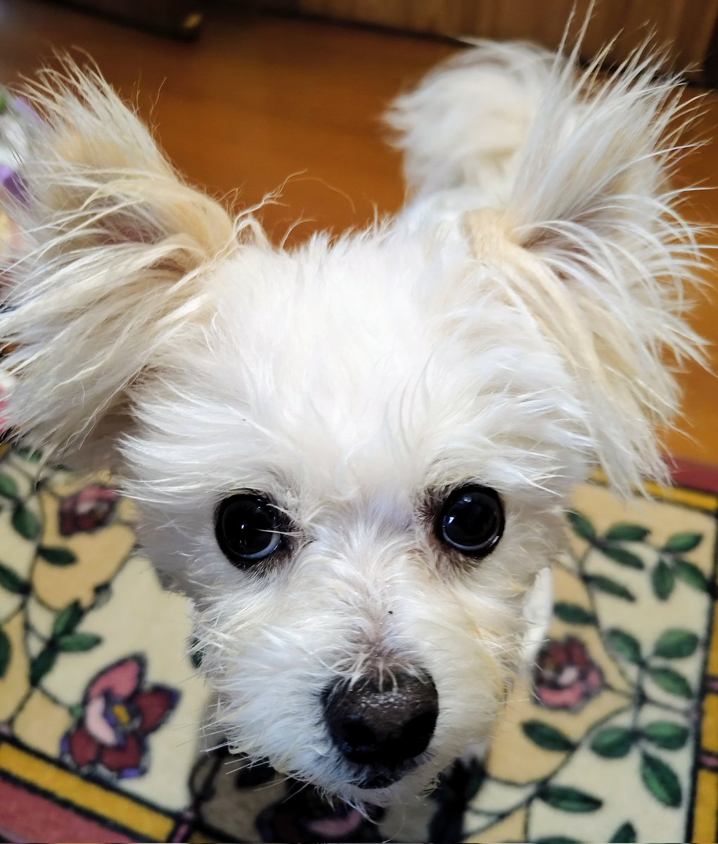 マルポメン蓮 tweet media