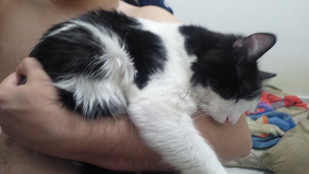 Pombo, O eremita tweet media