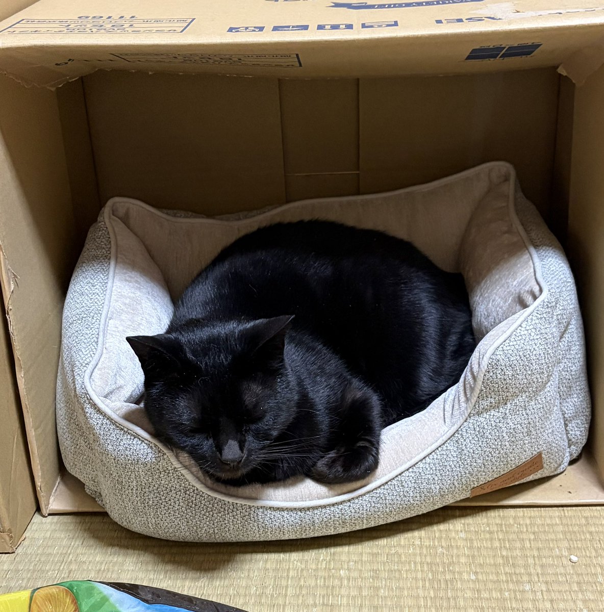 ネコじゃらし tweet media