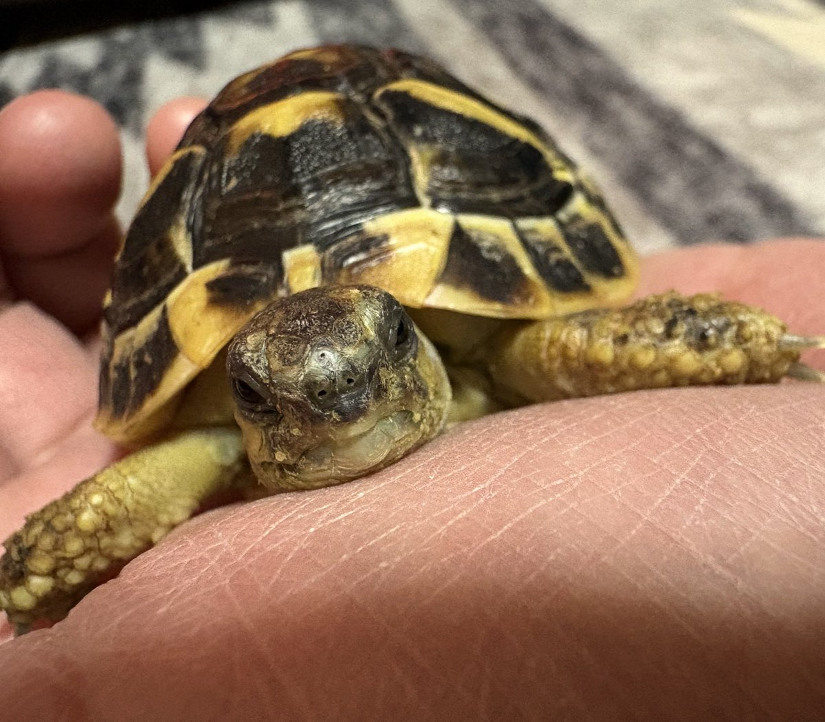 AGタートルラボ tweet media