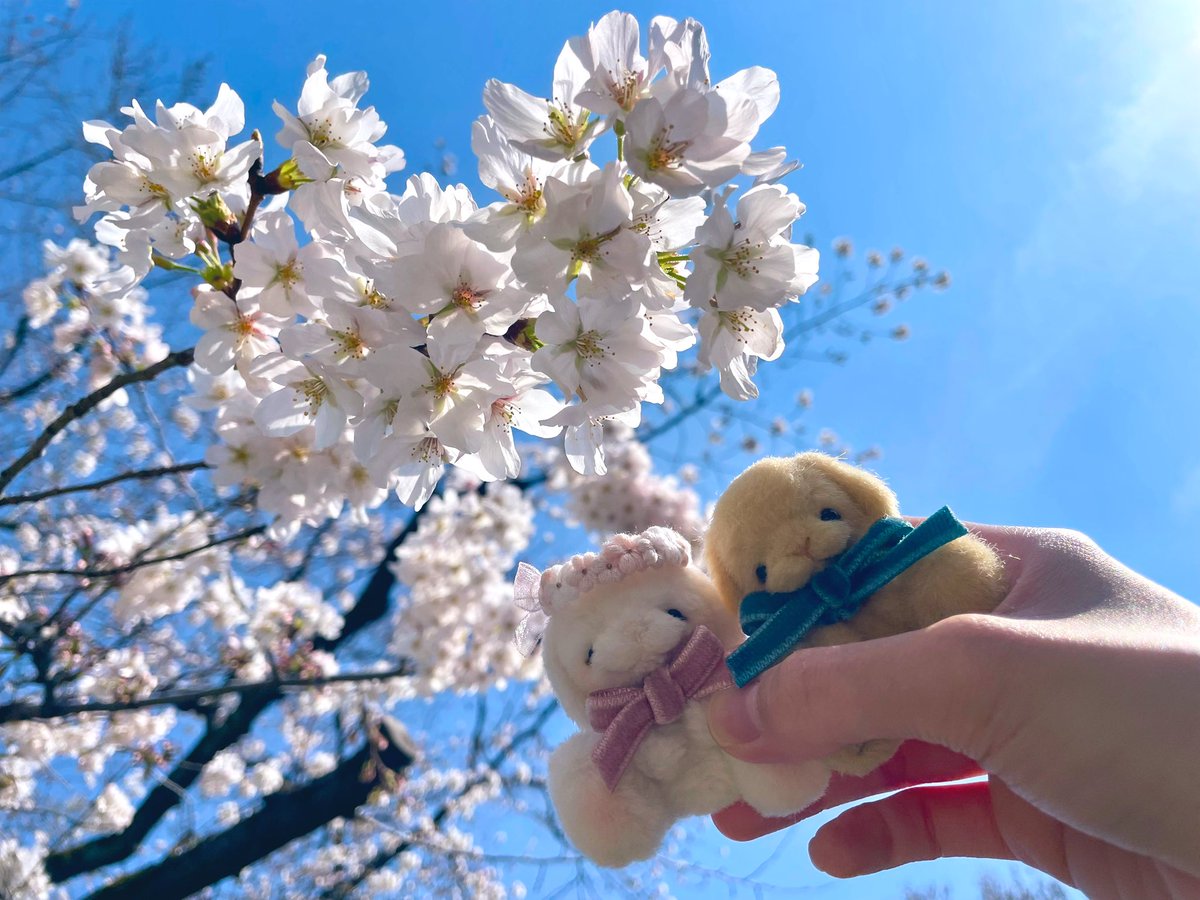 hotaka_sen's tweet photo. @itowataame 春はセンチメンタルな気分になりやすいので、ただ早起きする事を頑張ってます🫧 https://t.co/H3gVkCphMc