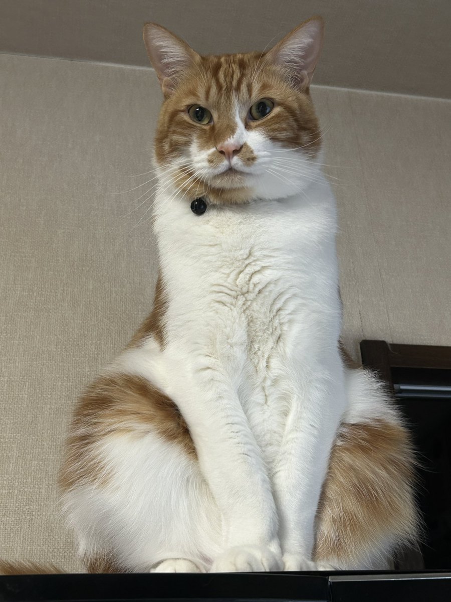 にゃん太 tweet media