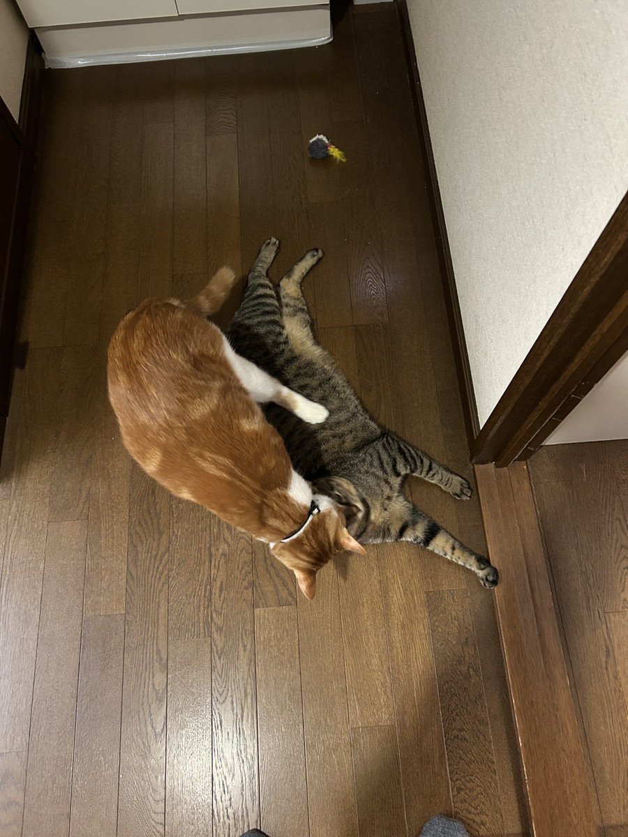 にゃん太 tweet media