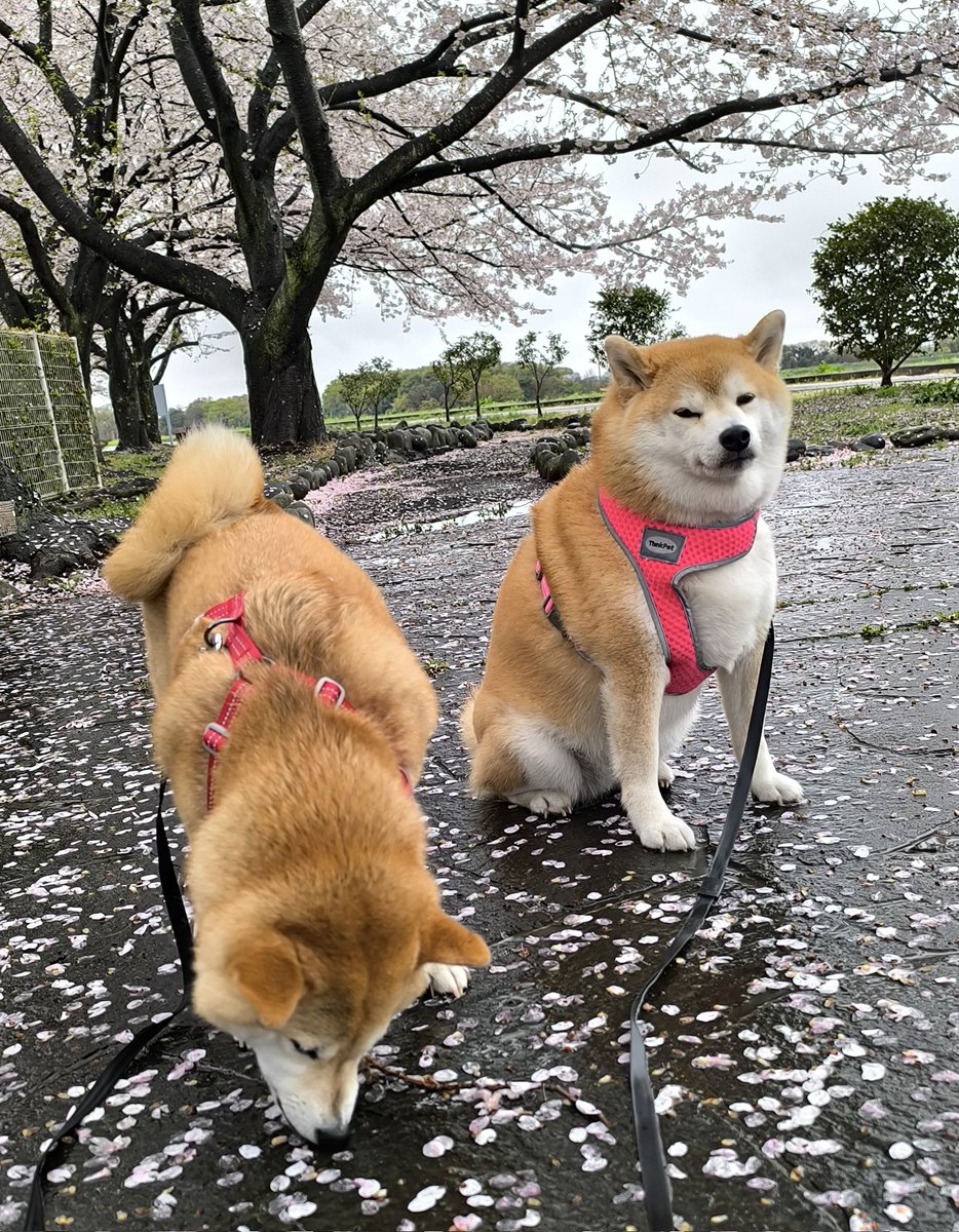 柴犬ちびまる子 tweet media