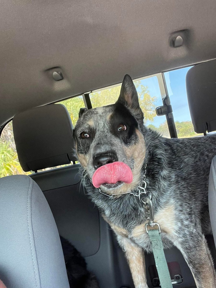 Tararyzer tweet media