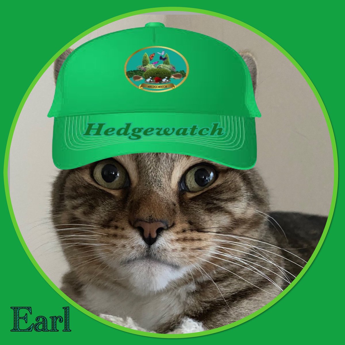 Mel Asks tweet media