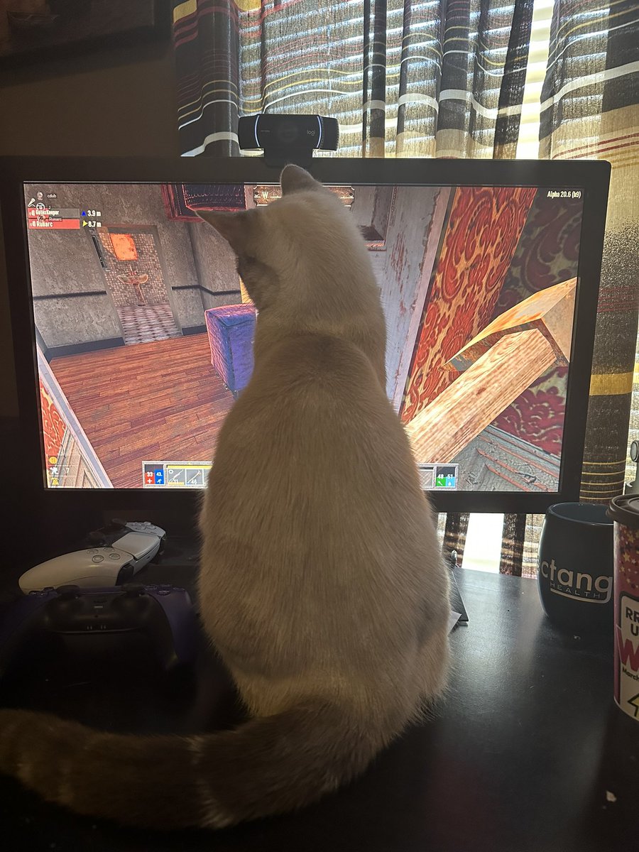 cdub ⭐️ENVtuber 🐈 tweet media