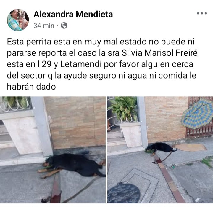 ESTA PERRA ESTÁ MURIENDO EN LA CALLE 29 Y LETAMENDI.
Parece atropellada vomita sangre.
Atención <a href="/Proanimal_gye/">ProAnimal_gye</a> <a href="/181Responde/">181 Responde</a> <a href="/alcaldiagye/">Muy Ilustre Municipalidad de Guayaquil</a> <a href="/biancasalame/">Bianca Salame (Imb ISAP)</a>
Datos en la publicación.
facebook.com/share/p/1Cfkpb…