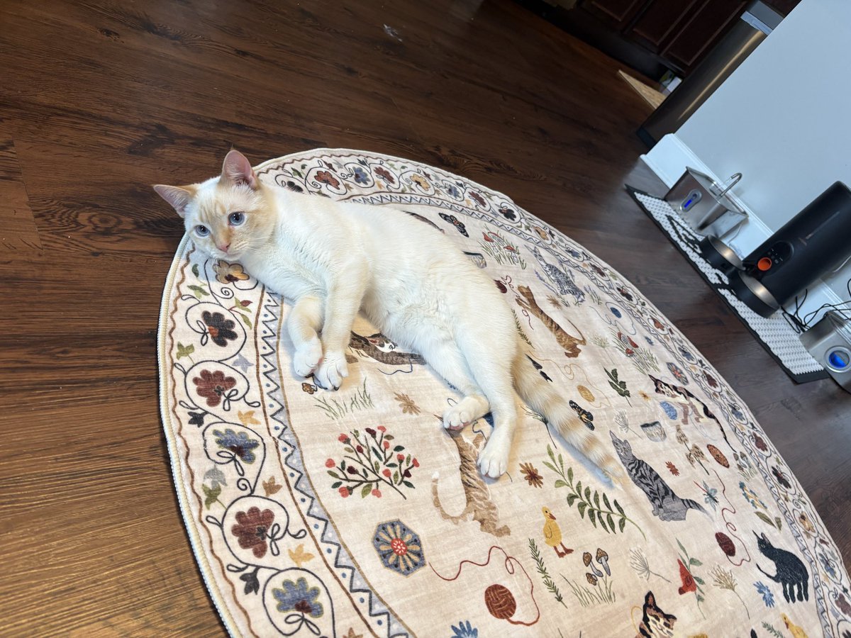 phil and rufus (party hat and party favor) tweet media