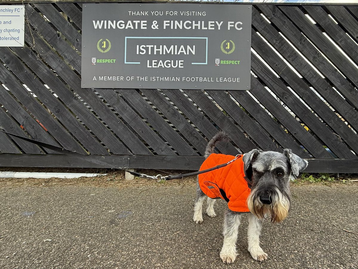 nonleaguedogs's tweet photo. Itโs #waffleswednesday again and for those of you on Waffles snack watch, itโs slow cooked brisket @WinFinchleyFC v @wellingunited
๐ธ @MrWafflesTheDog https://t.co/s02lYioSho
