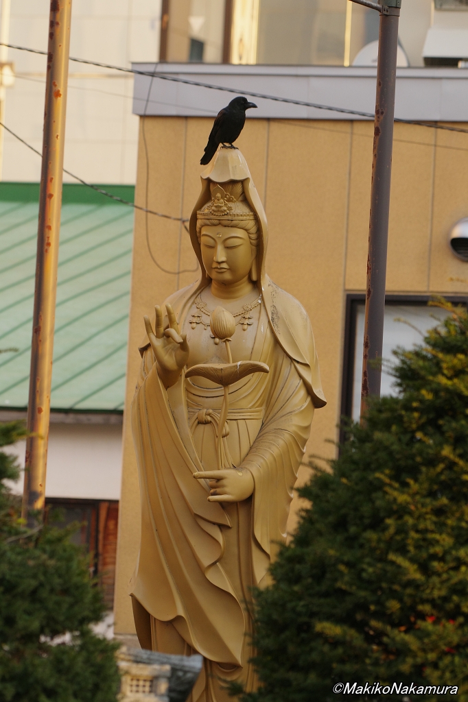 NPO法人札幌カラス研究会 tweet media