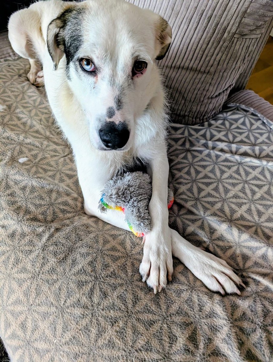 ❤️Gorgeous Elina is available for adoption❤️

Full details:
secondchancedogrescue.co.uk/all-dogs/elina

⭐️NAME: Elina

⭐️LOCATION: Foster Warwick 

⭐️AGE: 1 year old (DOB 29.11.2024)

⭐️SEX: female

⭐️BREED: mixed

⭐️SIZE/WEIGHT: large  

⭐️NEUTERED/SPAYED: no will need to be done when settled in