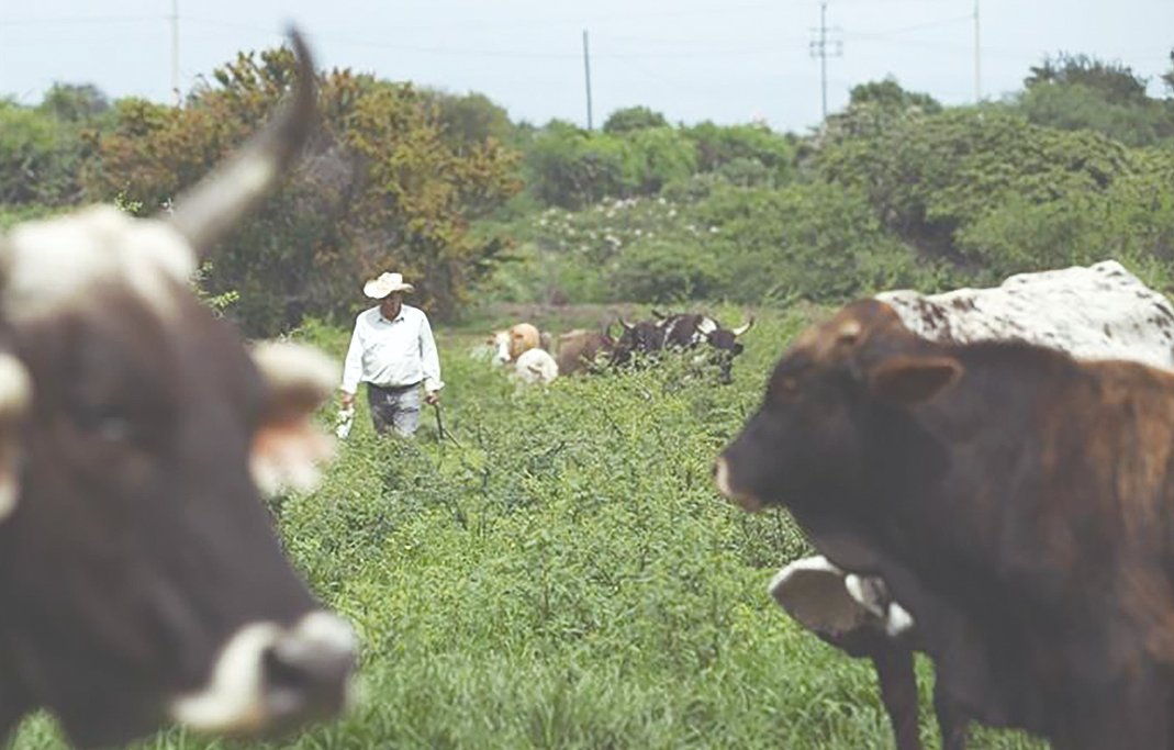Diario de Colima tweet media