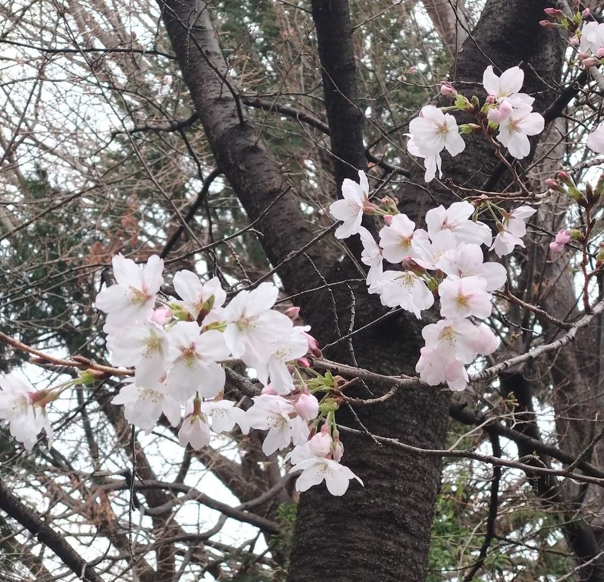 ４月１日(水)
ストレッチ・マッサージ(強化)・ブレス・筋トレ(スクワット・ダンベル・プランク)・ヨガ

新年度スタート✨

２９日(水)は発表会！
カウントダウンもスタート！笑

ゆったりお花見出来ないまま、連続☔が残念だけど、小まめに🌸撮影❣️　

お花が綺麗な季節✨
保存写真が華やかで嬉しい🥰
