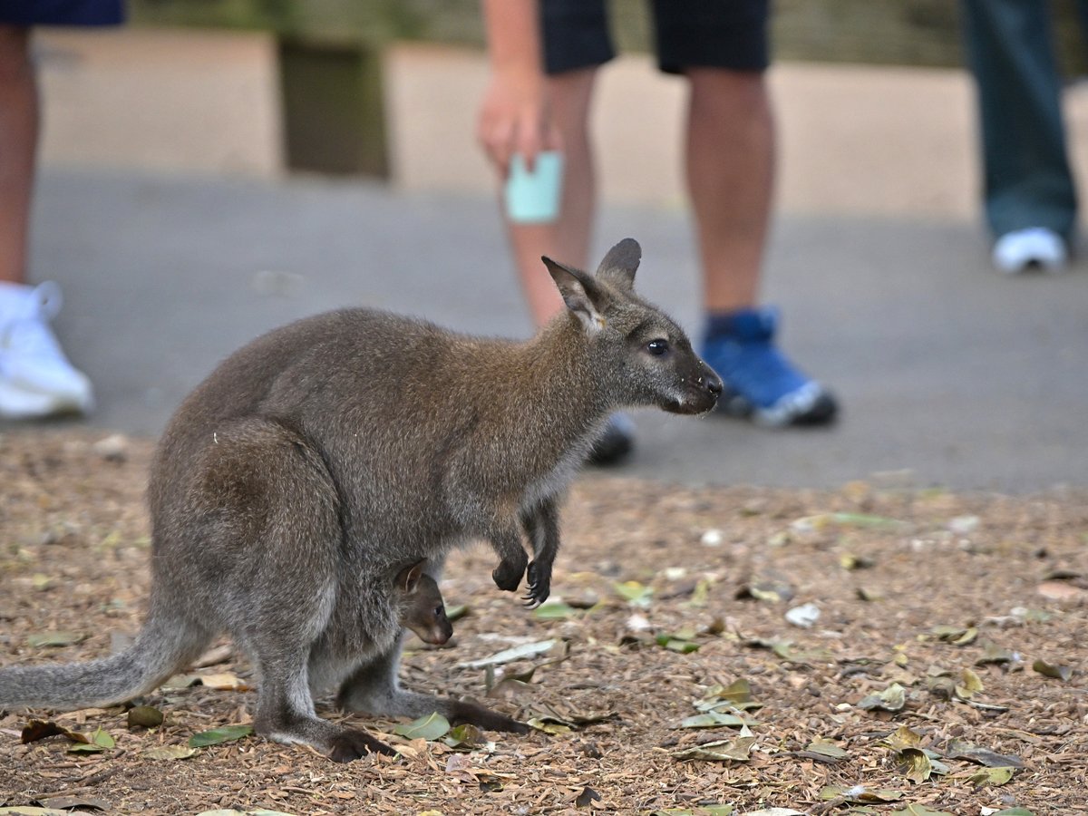 都築英哲 tweet media