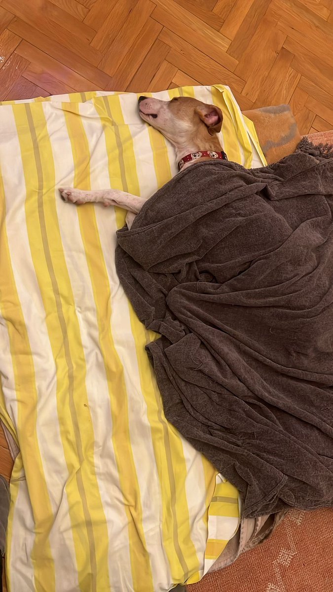 animallover tweet media