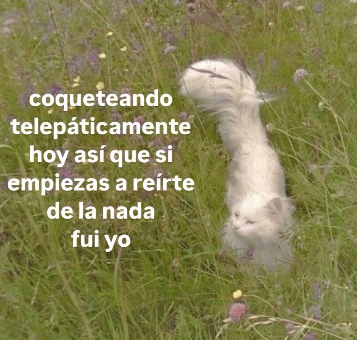 piña sin pizza (@skereunpesado) on Twitter photo 