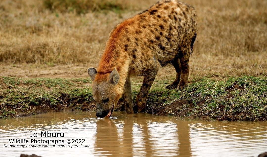 The Nigerian Farmer tweet media